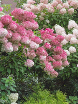 Bild von Rispen Hortensie 'Vanille Fraise'® im Onlineshop von Bohlken Pflanzenversand GbR