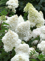 Bild von Rispen Hortensie 'Vanille Fraise'® im Onlineshop von Bohlken Pflanzenversand GbR