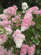 Bild von Rispen Hortensie 'Vanille Fraise'® im Onlineshop von Bohlken Pflanzenversand GbR