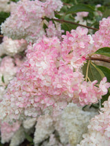 Bild von Rispen Hortensie 'Vanille Fraise'® im Onlineshop von Bohlken Pflanzenversand GbR