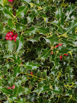Ilex aquifolium 'Alaska', Stechpalme 'Alaska' im Onlineshop der Bohlken Baumschulen