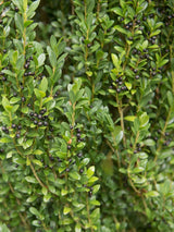 Artikelbild für Japanischer Säulenilex Ilex crenata 'Fastigiata' im Onlineshop der Bohlken Baumschulen