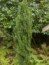 Artikelbild für Japanischer Säulenilex Ilex crenata 'Fastigiata' im Onlineshop der Bohlken Baumschulen