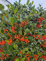 Ilex mutchagara 'Nelly R. Stevens' Stämmchen kaufen im Online-Shop der Bohlken Baumschulen