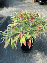 Madeira - Natternkopf