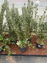 Brasilianische Guave