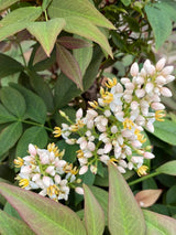 Heiliger Bambus, Himmelsbambus 'Obsessed'