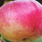 Apfelbaum, Malus domestica 'Rubinette Rosso' ® kaufen im Online-Shop der Bohlken Baumschulen