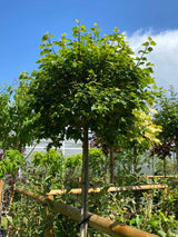 Lollypop-Birke 'Magical Globe' ®, Betula pendula 'Magical Globe' ® kaufen im Online-Shop der Bohlken Baumschulen