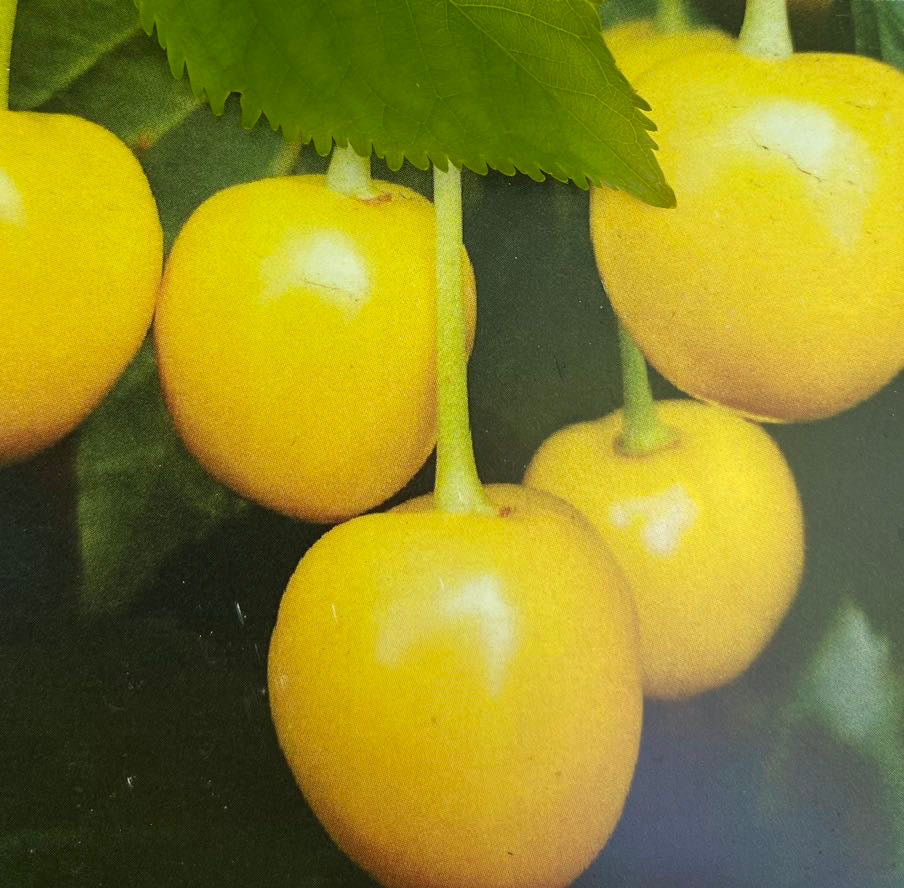 Jetzt Süßkirsche \'Dönissens gelbe Knorpelkirsche\' – Pflanzenversand online GbR Bohlken Pflanzenversand bei kaufen Bohlken