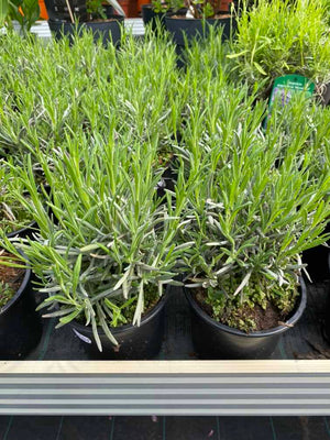 Echter Lavendel