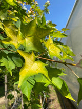 Kolchischer Goldahorn 'Aureum'