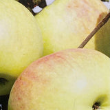 Apfelbaum, Malus domestica 'James Grieve' kaufen im Online-Shop der Bohlken Baumschulen