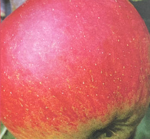 Apfel 'Santana' ®