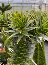 Araucaria araucana, Andentanne im Onlineshop der Bohlken Baumschulen