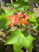 Kolchischer Goldahorn 'Aureum'