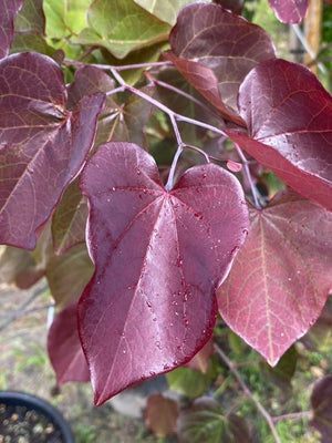 Kanadische Judasbaum 'Merlot'