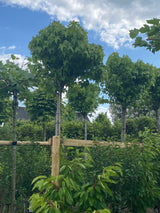 Kugel-Amberbaum 'Gumball'