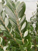 Brasilianische Guave