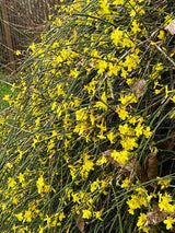 Jasminum nudiflorum | Gelber Winterjasmin | kaufen im Onlineshop der Bohlken Baumschulen