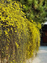 Jasminum nudiflorum | Gelber Winterjasmin | kaufen im Onlineshop der Bohlken Baumschulen