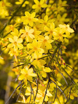 Jasminum nudiflorum | Gelber Winterjasmin | kaufen im Onlineshop der Bohlken Baumschulen