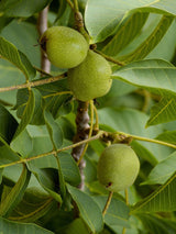 Artikelbild für Echte Walnuss Juglans regia im Onlineshop der Bohlken Baumschulen