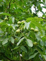 Artikelbild für Echte Walnuss Juglans regia im Onlineshop der Bohlken Baumschulen