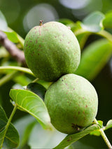 Artikelbild für Echte Walnuss Juglans regia im Onlineshop der Bohlken Baumschulen
