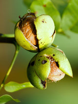 Artikelbild für Echte Walnuss Juglans regia im Onlineshop der Bohlken Baumschulen