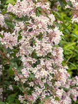 Artikelbild für Kolkwitzie-Perlmutt-Strauch Kolkwitzia amabilis im Onlineshop der Bohlken Baumschulen