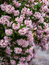 Artikelbild für Kolkwitzie-Perlmutt-Strauch Kolkwitzia amabilis 'Pink Cloud' im Onlineshop der Bohlken Baumschulen