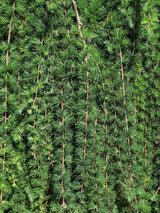 Japanische Hänge-Lärche, Larix kaempferi 'Stiff Weeper' kaufen im Online-Shop der Bohlken Baumschulen
