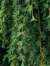 Japanische Hänge-Lärche, Larix kaempferi 'Stiff Weeper' kaufen im Online-Shop der Bohlken Baumschulen