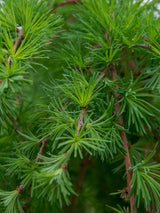 Japanische Hänge-Lärche, Larix kaempferi 'Stiff Weeper' kaufen im Online-Shop der Bohlken Baumschulen