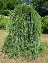 Japanische Hänge-Lärche, Larix kaempferi 'Stiff Weeper' kaufen im Online-Shop der Bohlken Baumschulen