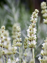 Weißblühender Lavendel, Lavandula angustifolia 'Hidcote White' kaufen im Online-Shop der Bohlken Baumschulen
