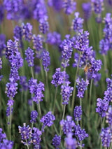 768 × 1024 Pixel Bild von Lavendel 'Munstead' im Onlineshop von Bohlken Pflanzenversand GbR