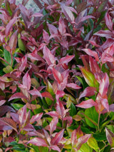 Leucothoe walteri 'Scarletta' ®, Traubenheide 'Scarletta' ® im Onlineshop der Bohlken Baumschulen