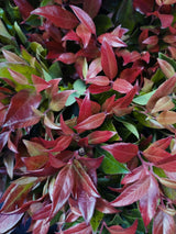 Leucothoe walteri 'Scarletta' ®, Traubenheide 'Scarletta' ® im Onlineshop der Bohlken Baumschulen