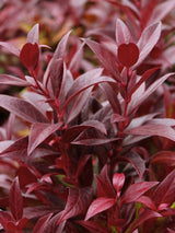 Leucothoe walteri 'Scarletta' ®, Traubenheide 'Scarletta' ® im Onlineshop der Bohlken Baumschulen