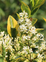Bild von Goldliguster, Ligustrum ovalifolium 'Aureum' im Onlineshop von Bohlken Pflanzenversand GbR