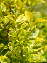Bild von Goldliguster, Ligustrum ovalifolium 'Aureum' im Onlineshop von Bohlken Pflanzenversand GbR