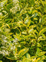 Bild von Goldliguster, Ligustrum ovalifolium 'Aureum' im Onlineshop von Bohlken Pflanzenversand GbR