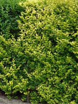 Bild von Goldliguster, Ligustrum ovalifolium 'Aureum' im Onlineshop von Bohlken Pflanzenversand GbR