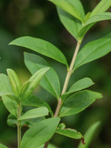 Gemeiner Liguster, Ligustrum vulgare kaufen im Online-Shop der Bohlken Baumschulen