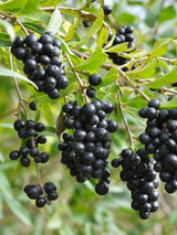 Gemeiner Liguster, Ligustrum vulgare kaufen im Online-Shop der Bohlken Baumschulen