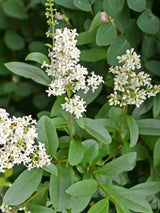 Gemeiner Liguster, Ligustrum vulgare kaufen im Online-Shop der Bohlken Baumschulen