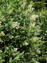 Gemeiner Liguster, Ligustrum vulgare kaufen im Online-Shop der Bohlken Baumschulen