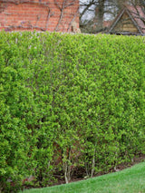 Gemeiner Liguster, Ligustrum vulgare kaufen im Online-Shop der Bohlken Baumschulen